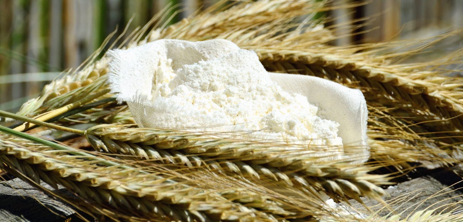 A cloth pouch of white flour spilling open on top of dried wheat stalks