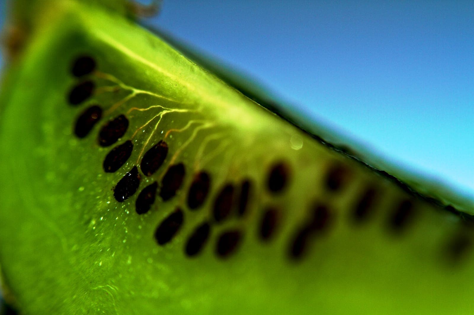 A macro view through a slice of kiwi, its seeds backlit against the green flesh