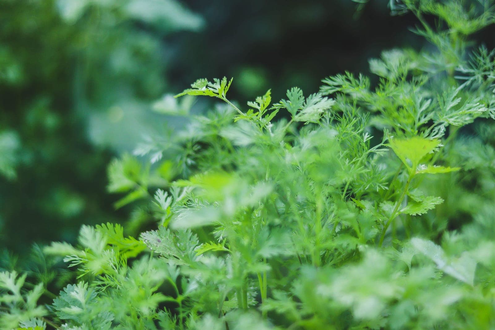 Fresh coriander plants growing in dense green leaf