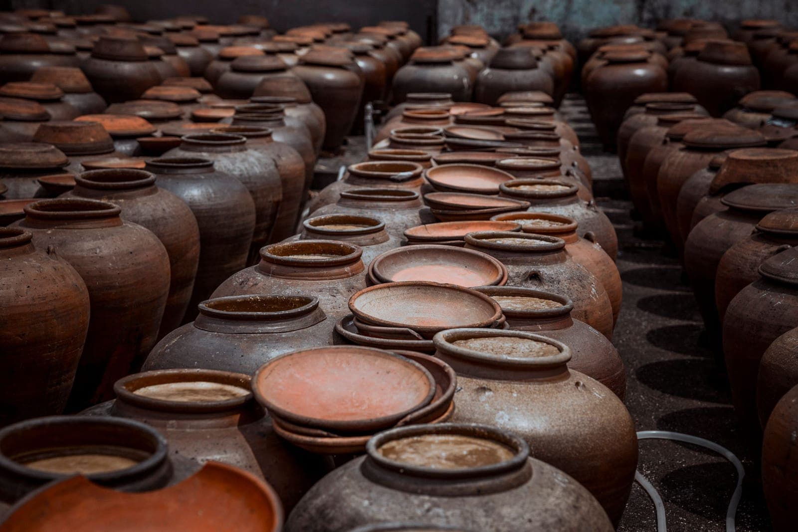 Rows of large earthenware fermentation jars packed side by side